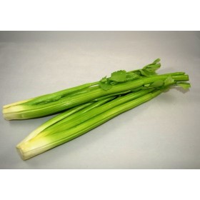Celery 15"